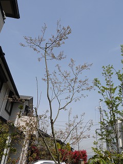 明治池の庭_a0233896_153113.jpg