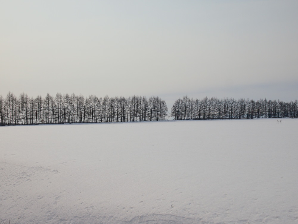 春を待つ”更別村の農村風景”を散策しています。~その1~_f0276498_22214977.jpg