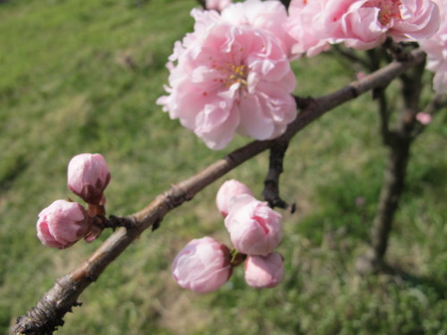 花桃の公園（福島市飯坂町）で桜と花桃を愛でる（１０）_c0075701_21285137.jpg