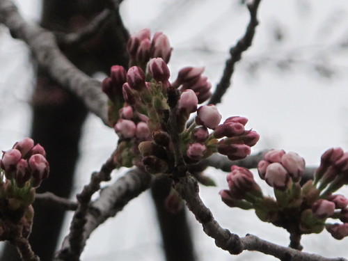 佐氏泉公園の桜の蕾がピンク色に、４月１８日朝_c0075701_719038.jpg