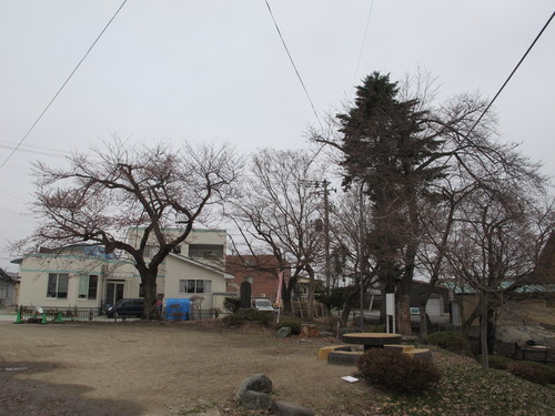 佐氏泉公園の桜の蕾がピンク色に、４月１８日朝_c0075701_7191643.jpg