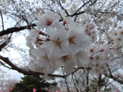 小諸市懐古園の桜の開花情報（平成２５年４月７日ソメイヨシノ開花より４月２８日まで）_e0304702_834244.jpg