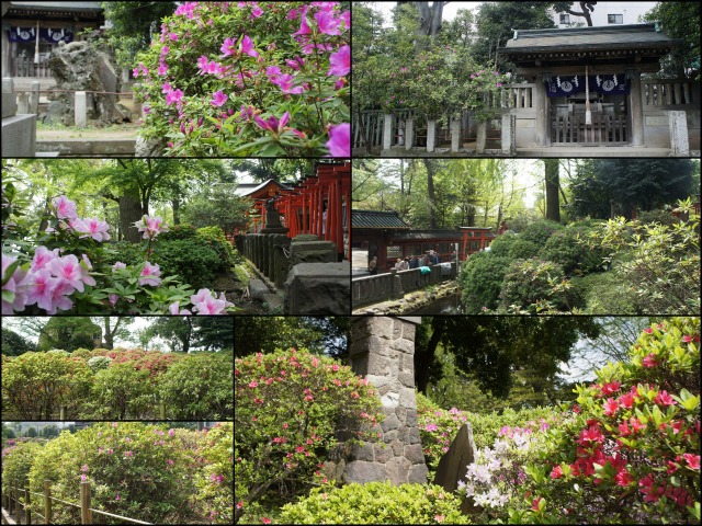 ツツジ咲いたかなぁ とチェックに根津神社　②_b0190603_1565727.jpg