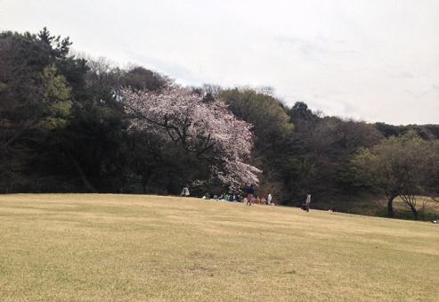 お花見ピクニック 明治神宮 No Food No Life お花見ピクニック 明治神宮 No Food No Life