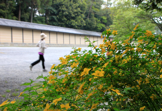ヤマブキ満開 京都御苑清和院御門_e0048413_18394261.jpg