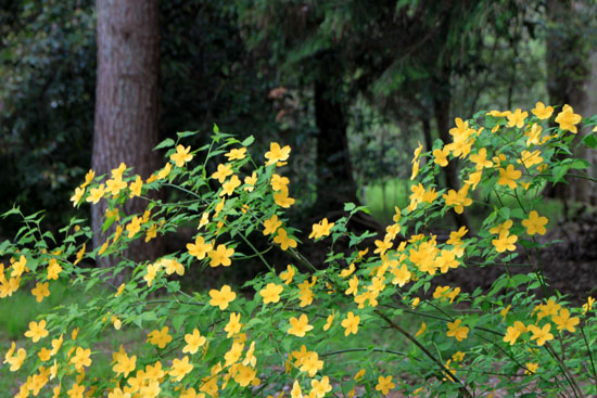 ヤマブキ満開 京都御苑清和院御門_e0048413_18395397.jpg