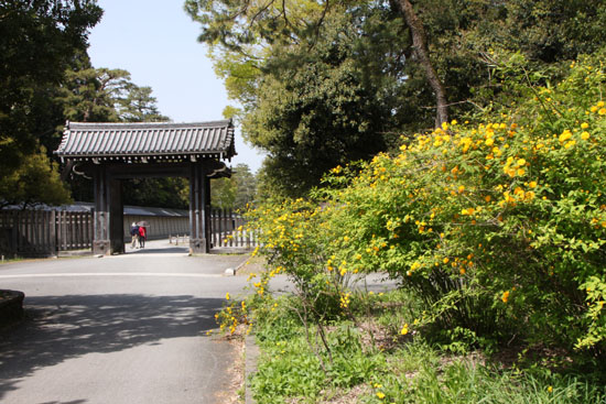 ヤマブキ満開 京都御苑清和院御門_e0048413_1839713.jpg