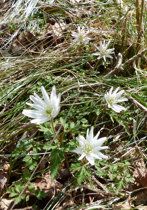 箱根　駒ケ岳　神山　冠ｹ岳　縦走する_d0170615_648775.jpg