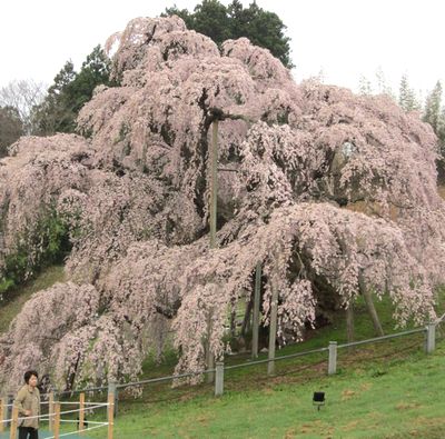”三春の滝桜”を見てきた_e0234016_20254981.jpg