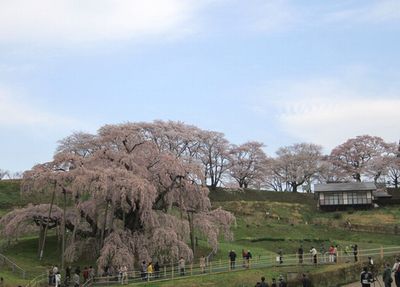 ”三春の滝桜”を見てきた_e0234016_20261213.jpg