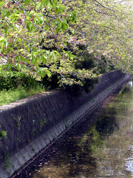 桜は散ってしまってもうツツジの季節か_e0083517_1362385.jpg