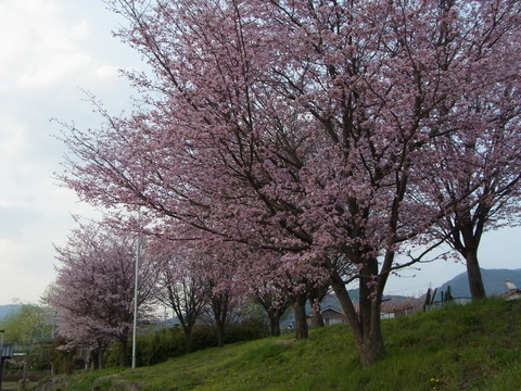 e0308619_18251169.jpg
