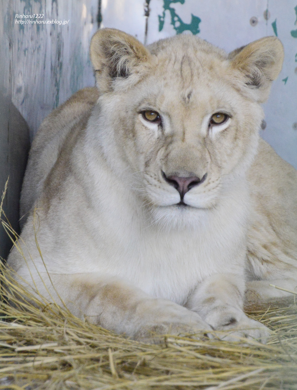 12 12 27 東北サファリ ホワイトライオンのルーチェ White Lion 青空に浮かぶ月を眺めながら