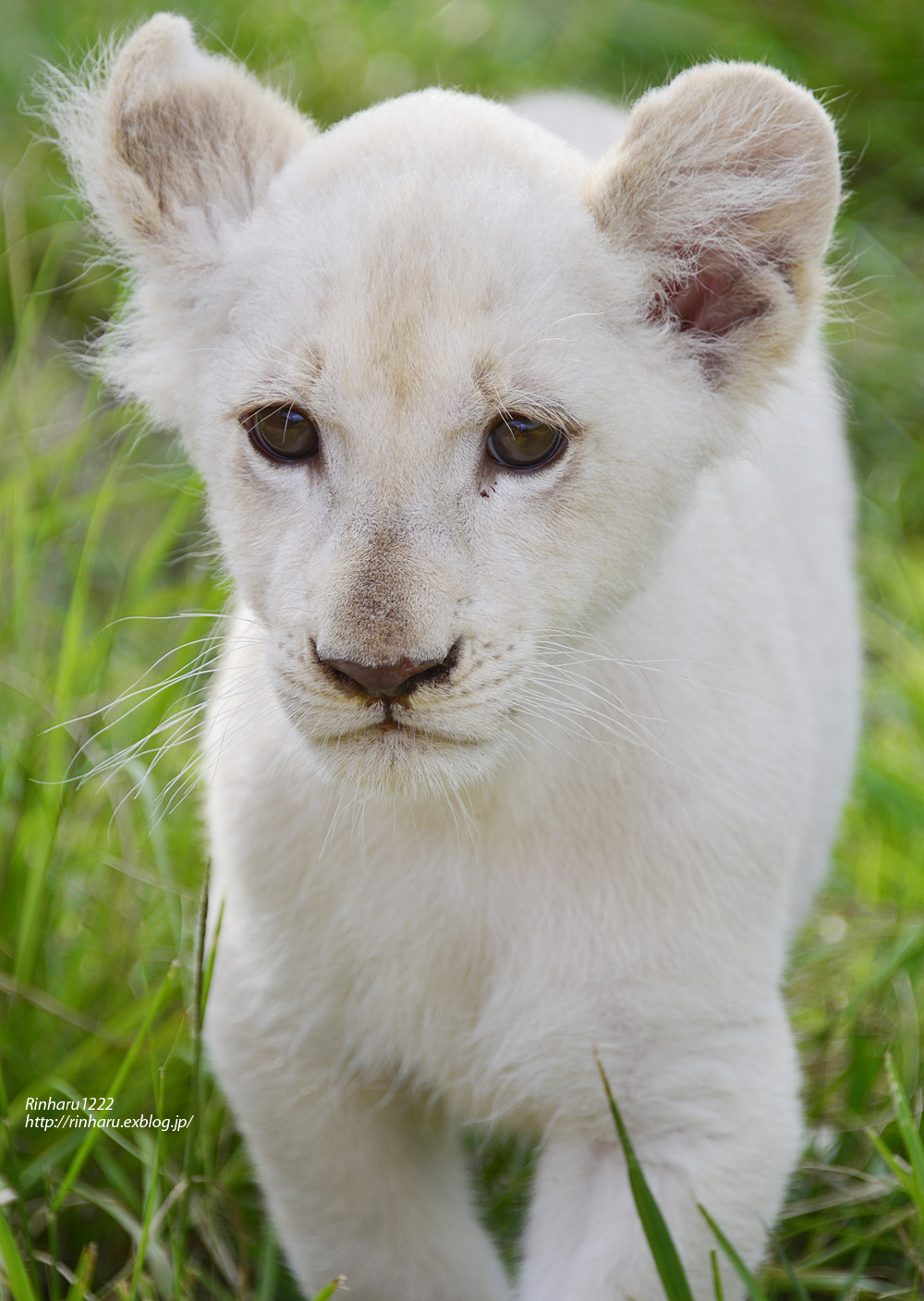 ホワイトライオン　プルソワン 2点 420px-White_Lion.jpg