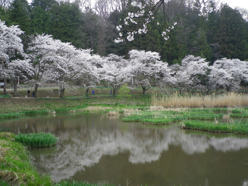 学校帰りの桜道(夕方編)_f0188324_8145695.jpg