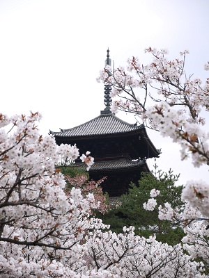 御室桜 ~仁和寺 (京都)~_c0235725_1201643.jpg
