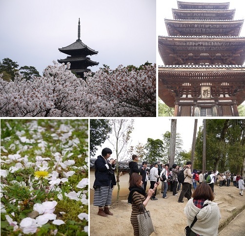 御室桜 ~仁和寺 (京都)~_c0235725_1231930.jpg