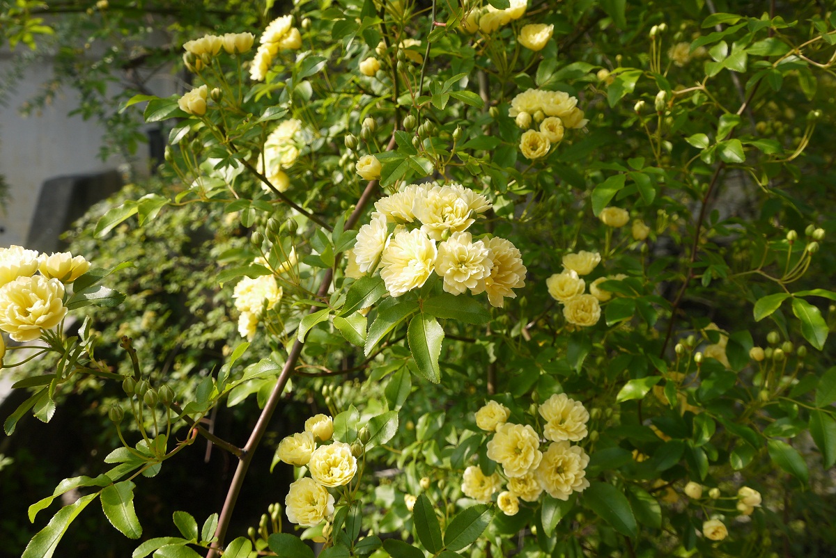 a0187426_12371892.jpg
