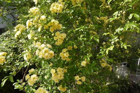 a0187426_123745.jpg