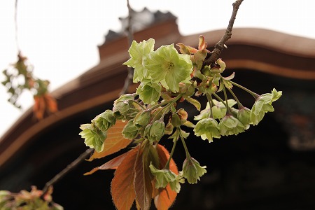 龍安寺から嵐山大河内山荘へ♪　（その１）_f0054428_22595623.jpg