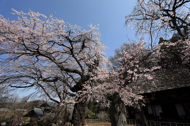 富士見町の桜_b0179231_22151743.jpg