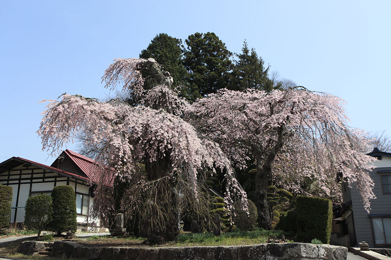 富士見町の桜_b0179231_2215205.jpg