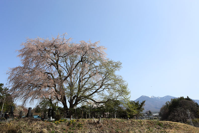 富士見町の桜_b0179231_22152497.jpg