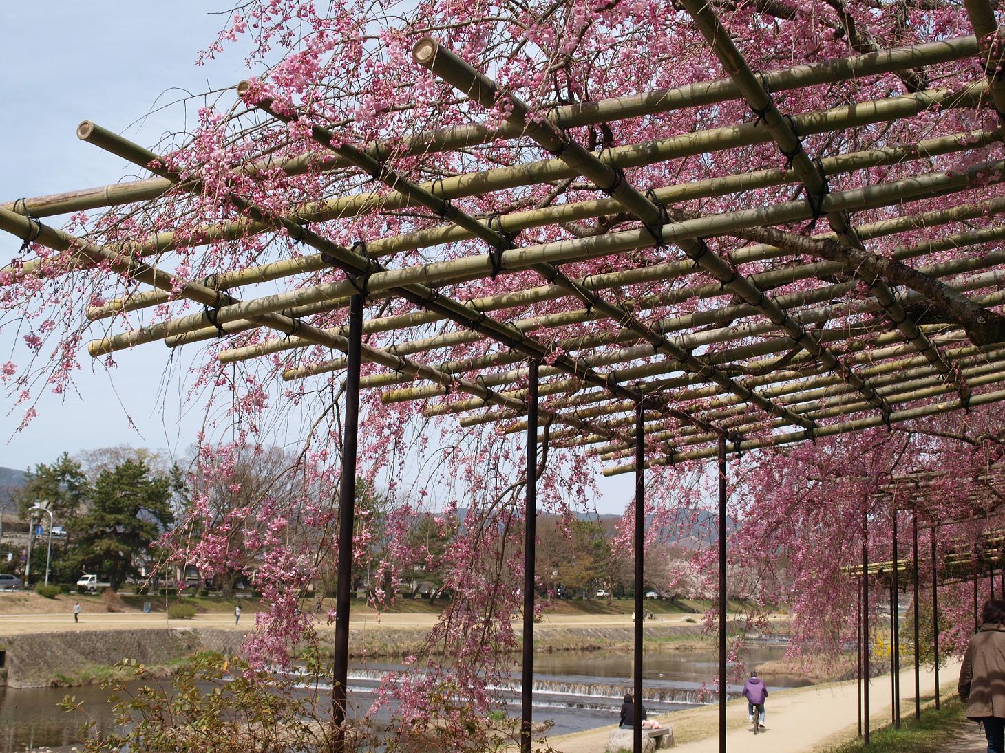 桜の京都へ_c0197137_1926874.jpg