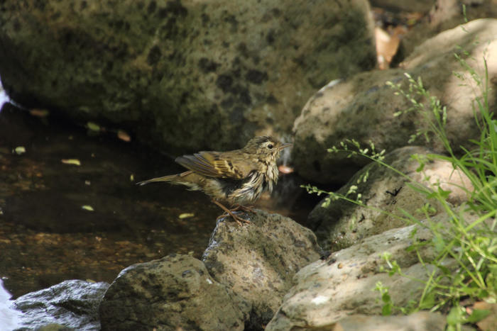 2013.4.18 里山公園・水場の鳥たち・ウグイス、ビンズイ_c0269342_1957384.jpg