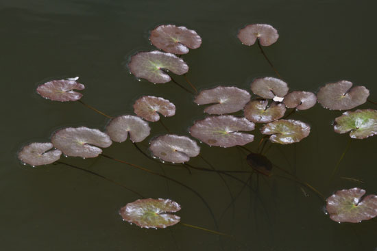 c0093046_8442183.jpg