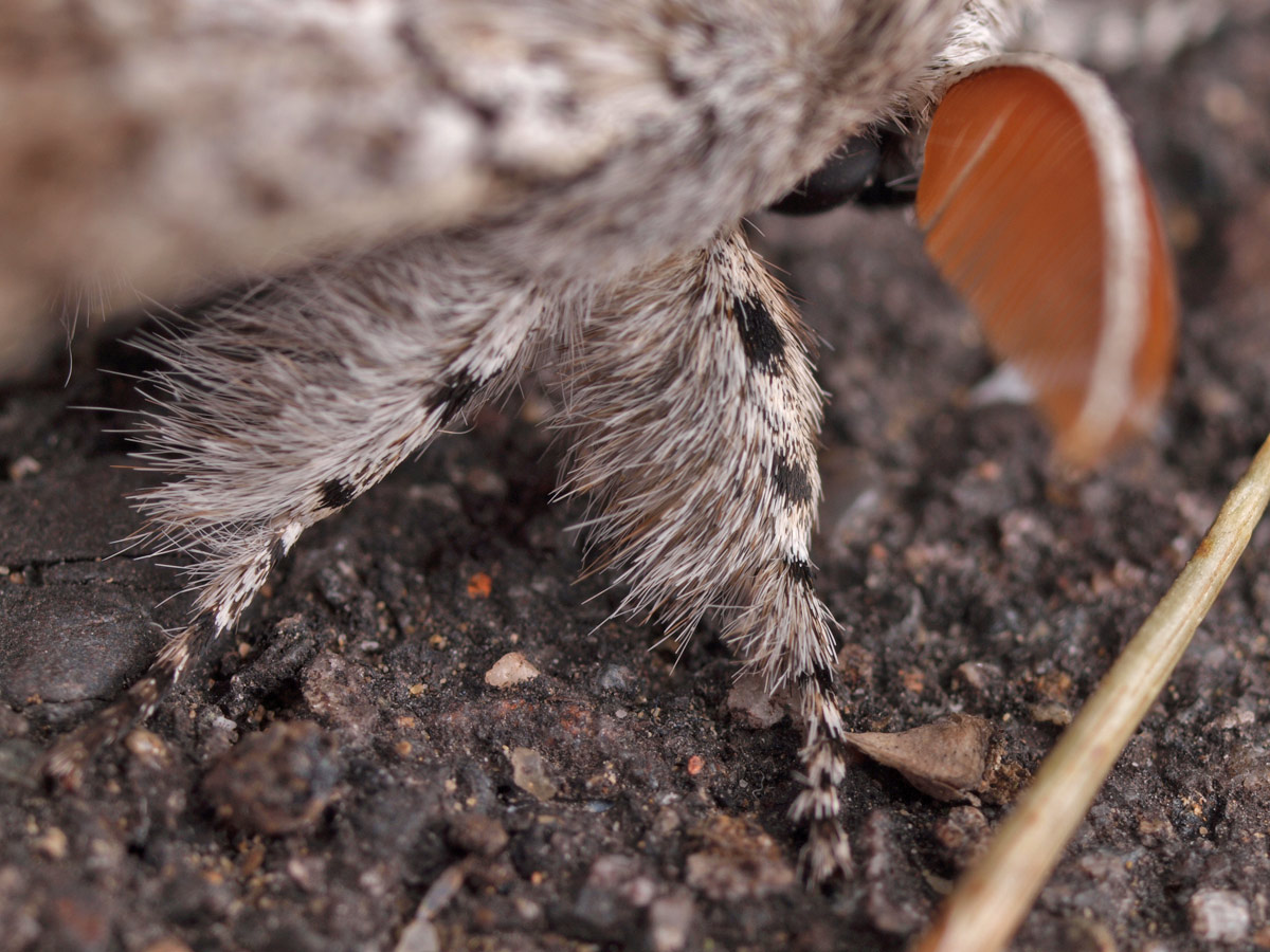 リンゴドクガ １７２１ 小さき者たちの世界