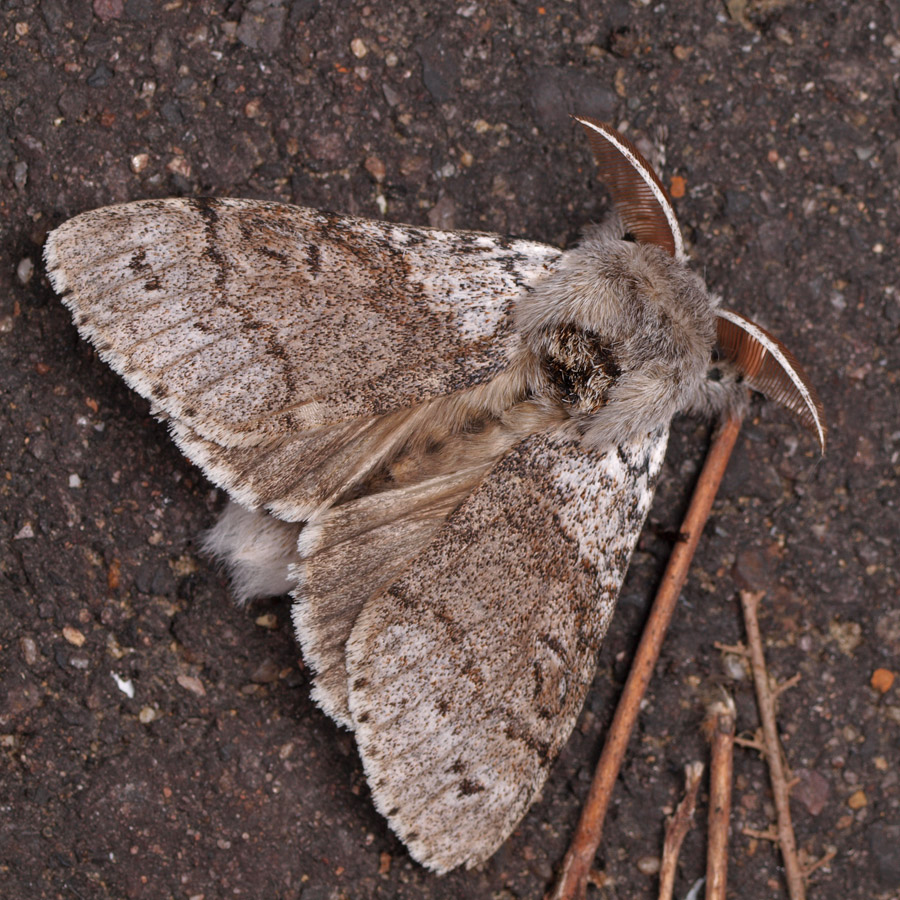 リンゴドクガ １７２１ 小さき者たちの世界