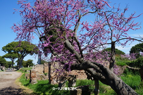 古代都市「オスティア・アンティーカ」（１)_c0206352_6131393.jpg