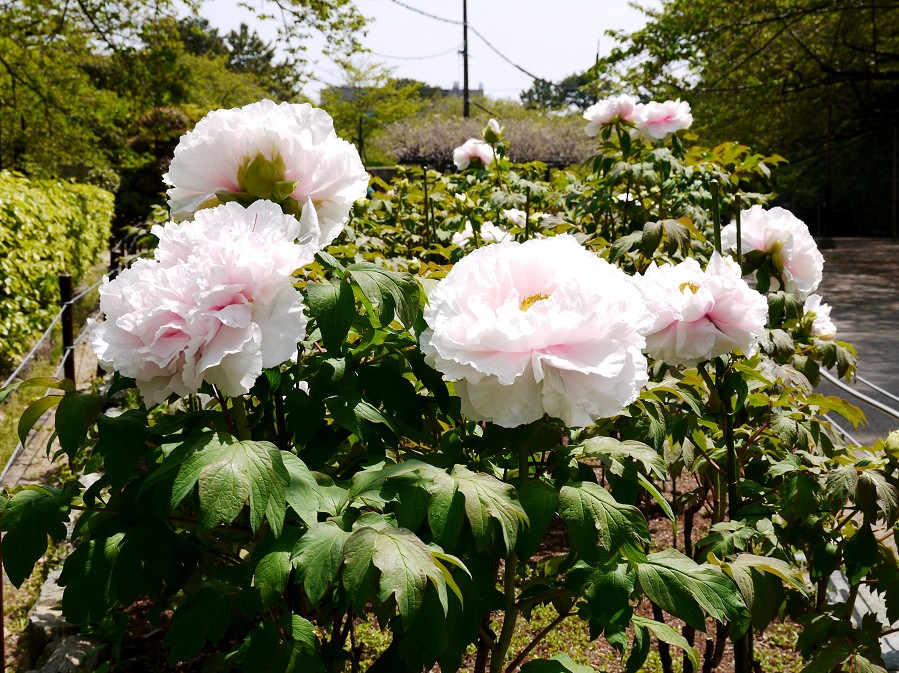 　　和歌山城公園にて　　１２年前、２０１３年４月撮影_b0093754_22262664.jpg