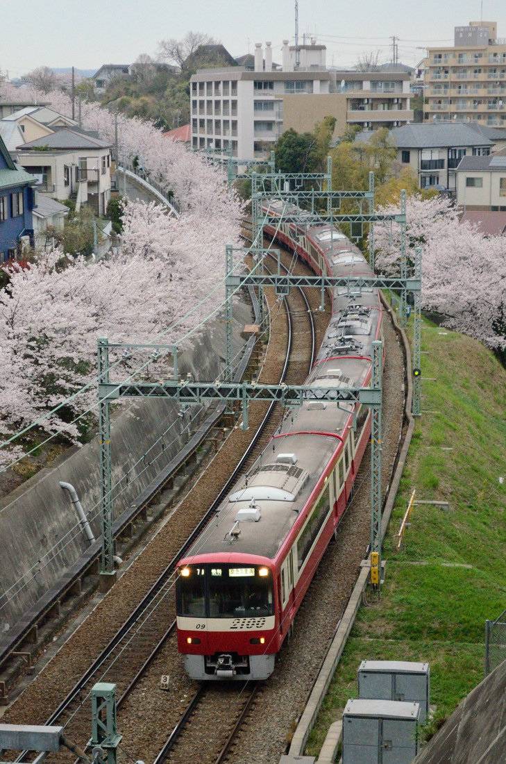 京浜急行撮影 77 富岡の桜並木 ツッチ の train photo blog 京浜急行撮影 77 富岡の桜並木 ツッチ の train photo blog