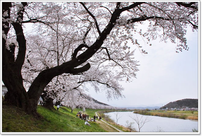 白石川堤一目千本桜（１）_b0053765_1243723.jpg