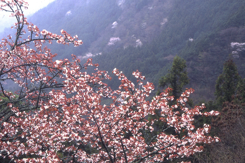 土佐路の山桜_a0208066_15282755.jpg