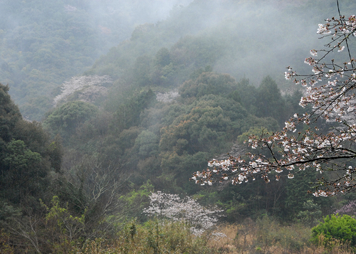 土佐路の山桜_a0208066_15403621.jpg