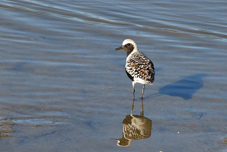 Black-bellied Plover at Corte Madera Creek_a0126969_5462334.jpg