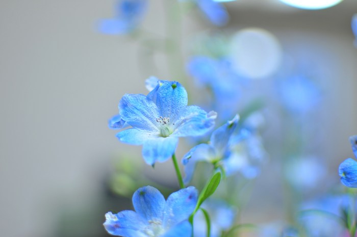 デルフィニュームの青 ｊｕｄｅの庭と薔薇のカヲリ