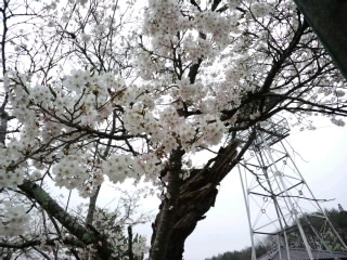 桜が見頃を迎えています。_d0027486_649669.jpg