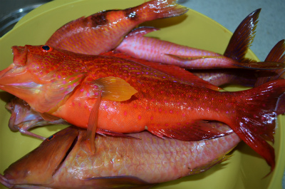 魚もらった♪_e0028387_22534988.jpg