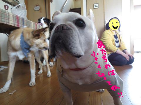 e0160787_2010329.jpg