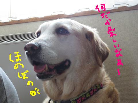 e0160787_20112075.jpg