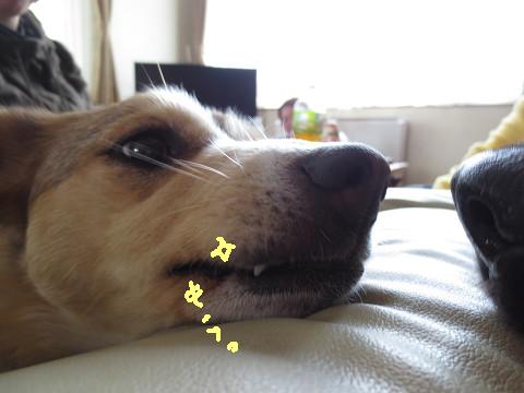 e0160787_20144978.jpg