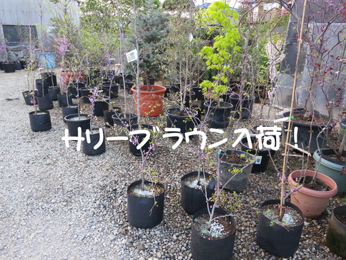 アメリカハナズオウ サリーブラウン入荷！東関東最大級の品揃え！（ たぶん？）_b0200291_20421845.jpg