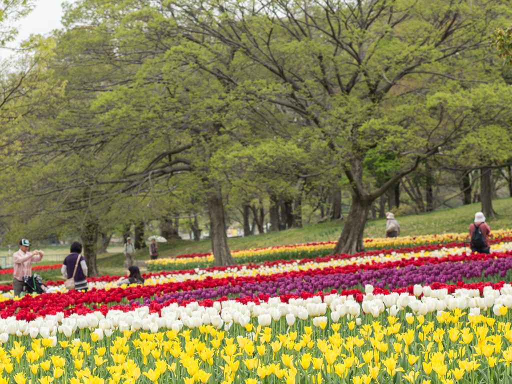 「万博公園のチューリップフェスタ～2013～」_a0133692_0132842.jpg