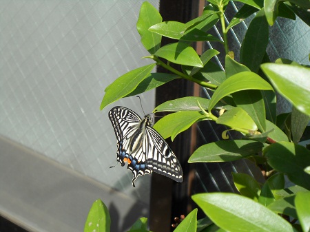 a0289494_11323873.jpg