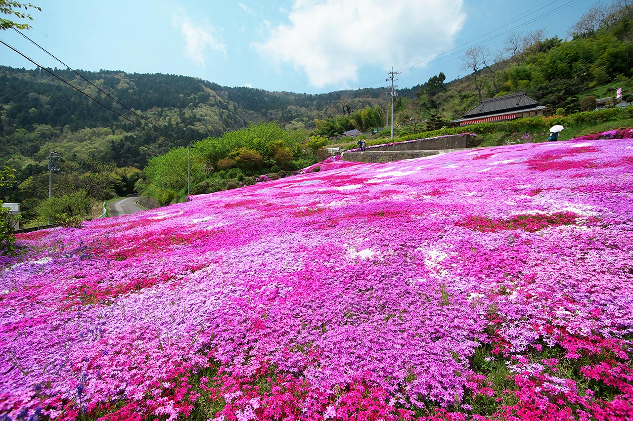 芝桜_d0146295_22343182.jpg