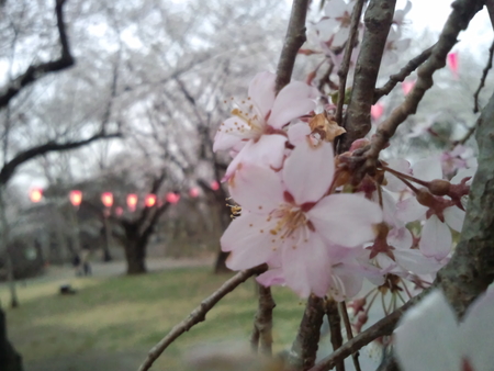 小諸の懐古園の桜が見頃です。_e0120896_10171994.jpg